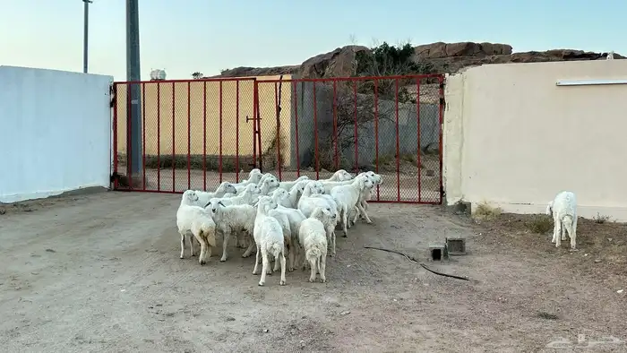 بهم خرفان ورخال سمان وطيبه ونضاف 3