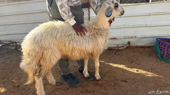 للبيع خروف كفو الكفو سمين 2