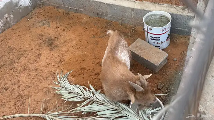 ماعز قزم للبيع العدد 6 4