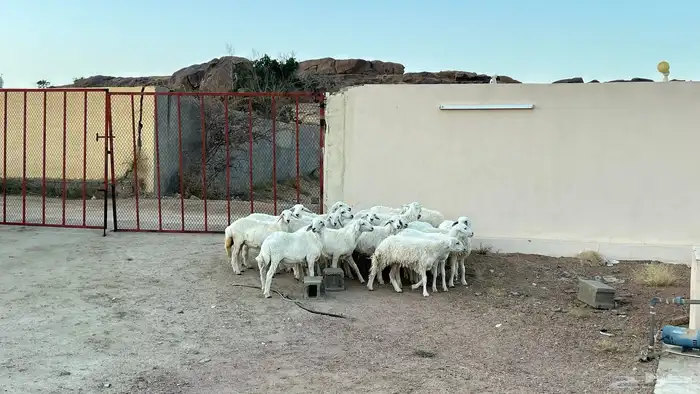 بهم خرفان ورخال سمان وطيبه ونضاف 2