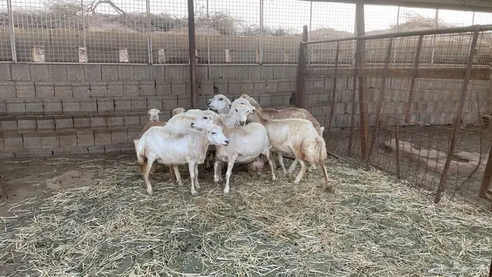 خرفان قهد للبيع التواصل واتس 3