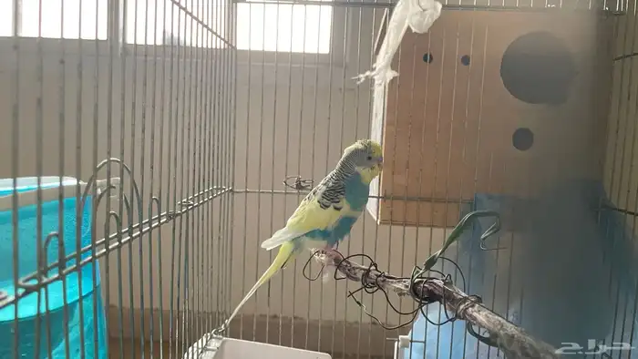 انثى كروان 2