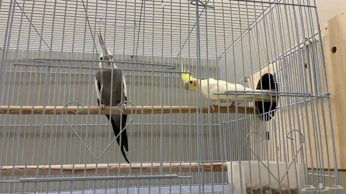 جوز كروان ماشاءلله 1