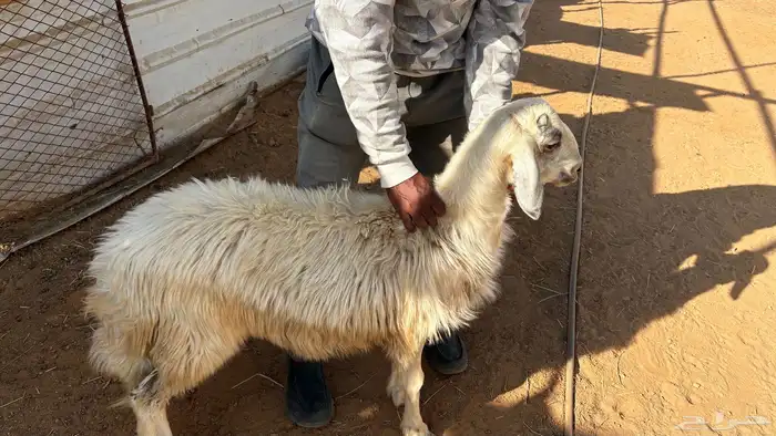 للبيع خروف كفو الكفو سمين 0