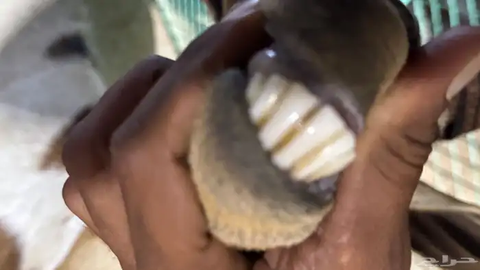 بسم الله ماشاءالله اعرض لكم شاه صحتها ماشاءالله حليب. 3