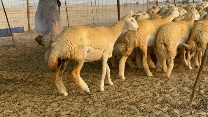 رخال حريات حرش نوادر صنف عددها 60 33