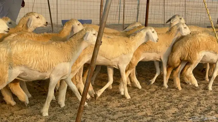 رخال حريات حرش نوادر صنف عددها 60 18