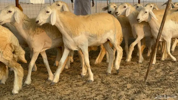 رخال حريات حرش نوادر صنف عددها 60 31