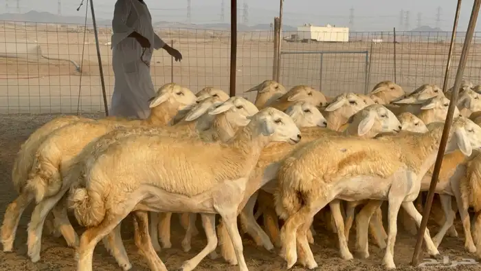 رخال حريات حرش نوادر صنف عددها 60 3