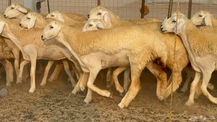 رخال حريات حرش نوادر صنف عددها 60 7