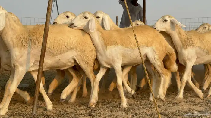 رخال حريات حرش نوادر صنف عددها 60 28