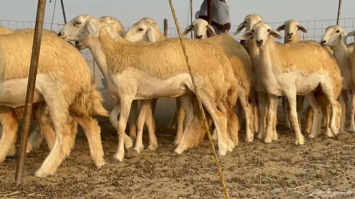 رخال حريات حرش نوادر صنف عددها 60 29