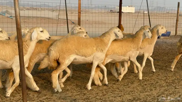 رخال حريات حرش نوادر صنف عددها 60 4