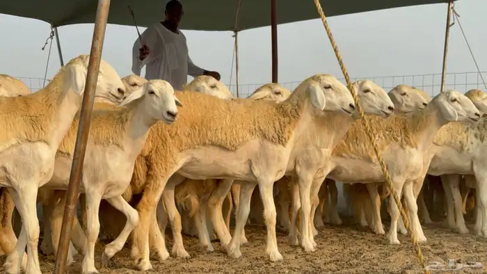 رخال حريات حرش نوادر صنف عددها 60 10