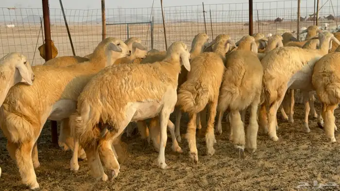 رخال حريات حرش نوادر صنف عددها 60 34