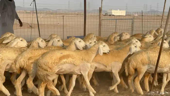 رخال حريات حرش نوادر صنف عددها 60 2