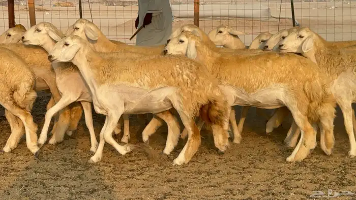 رخال حريات حرش نوادر صنف عددها 60 11