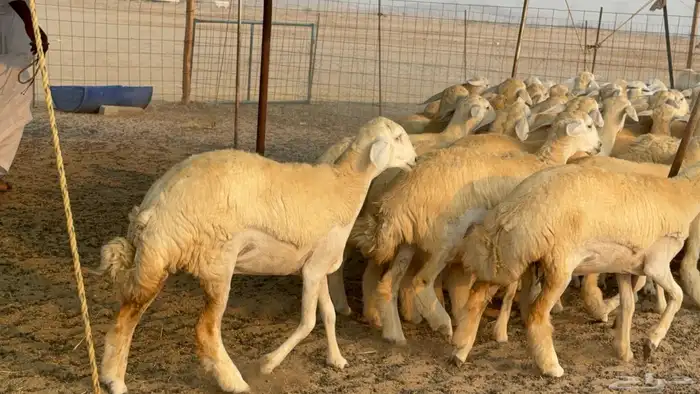 رخال حريات حرش نوادر صنف عددها 60 14