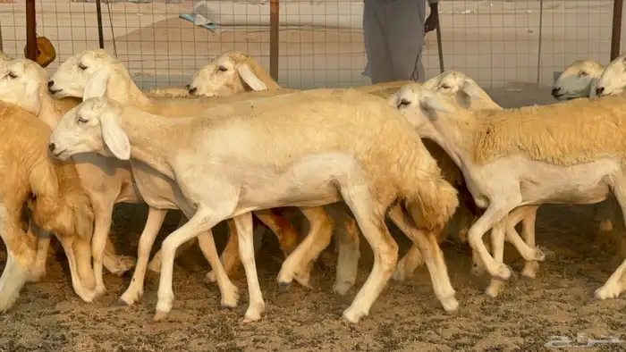 رخال حريات حرش نوادر صنف عددها 60 21