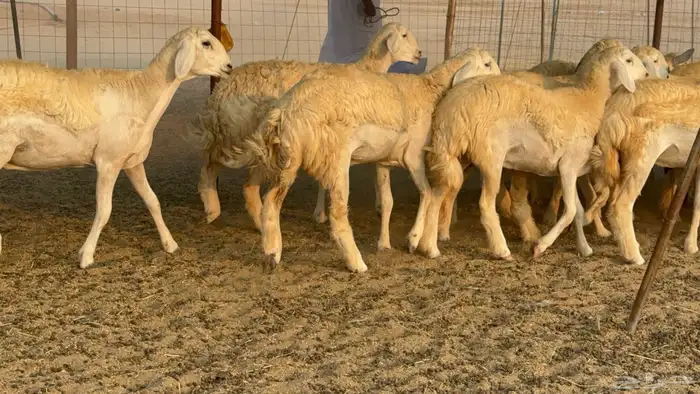 رخال حريات حرش نوادر صنف عددها 60 6