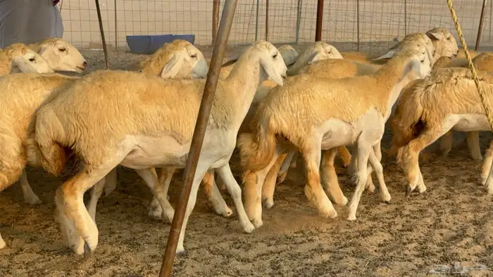 رخال حريات حرش نوادر صنف عددها 60 19