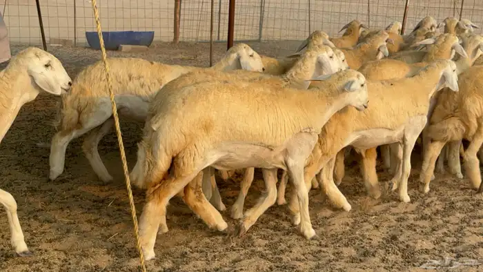 رخال حريات حرش نوادر صنف عددها 60 16