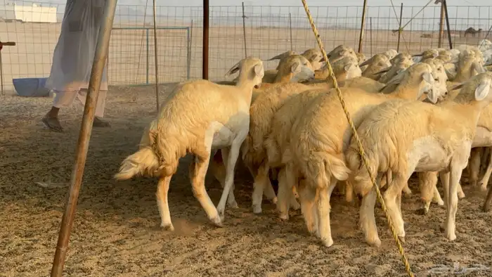 رخال حريات حرش نوادر صنف عددها 60 22