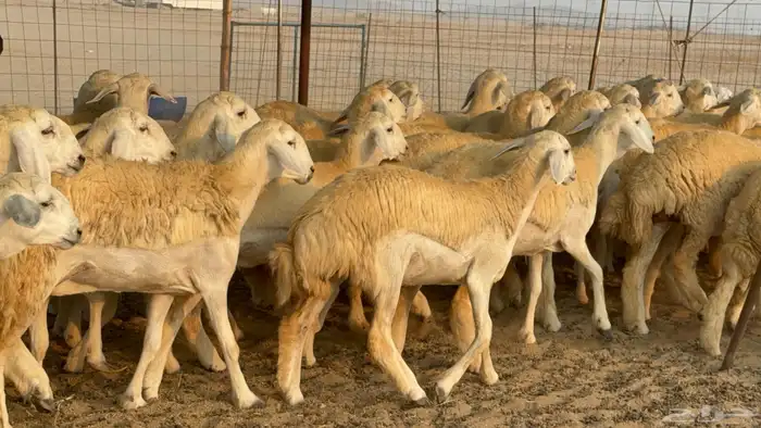 رخال حريات حرش نوادر صنف عددها 60 12