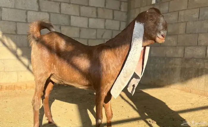 جفره هولندية خصم 4