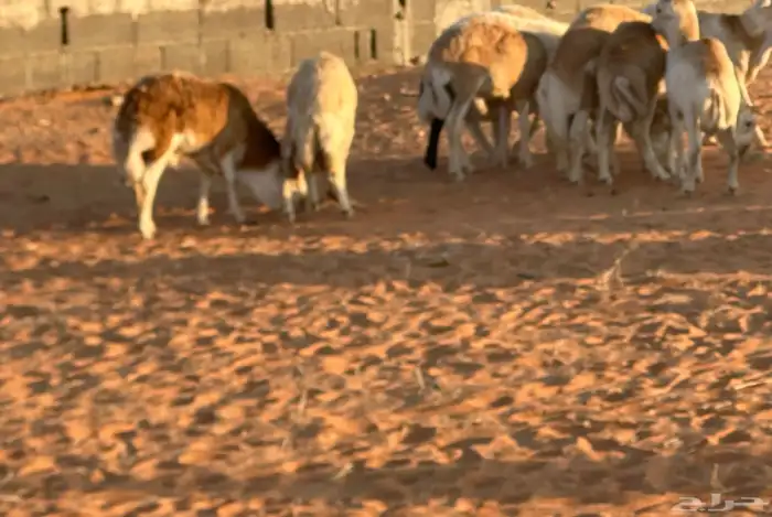 رفيد جذعان مرابي طب وتخير 54