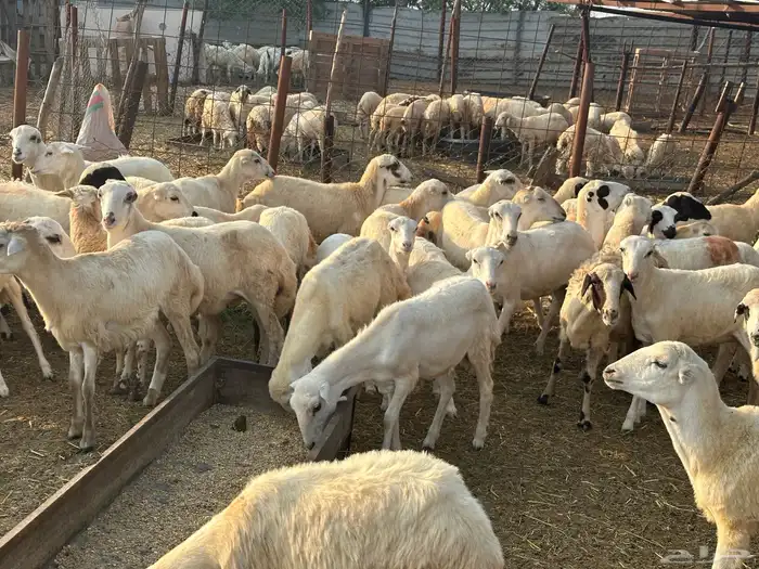 رخال رفيديات بلدي مقاني 5