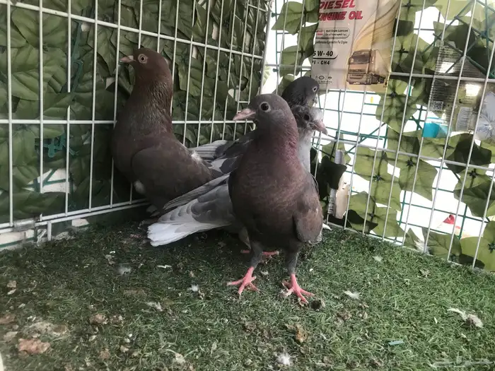 قطايف عرق الدمويات 4