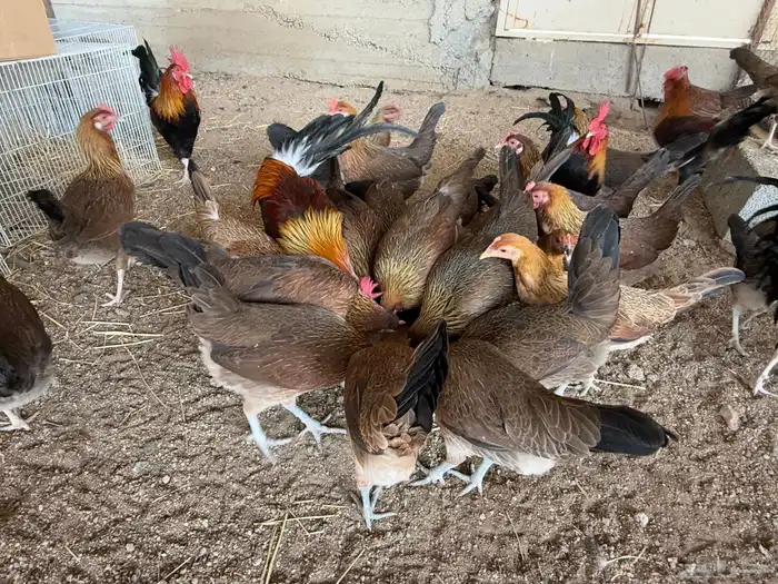 دجاج عربي اصيل فري ترثه 10