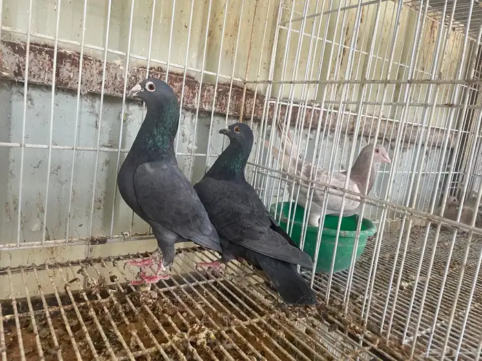 جوز زاجل انتاج له بعياله وذكور الموند 0