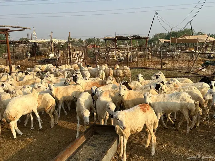 رخال رفيديات بلدي مقاني 2