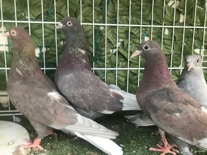 قطايف عرق الدمويات 10