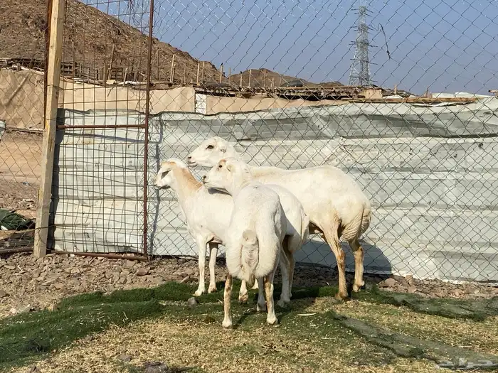 نعاج رفديات صنف مضاريع فحص سونار 14