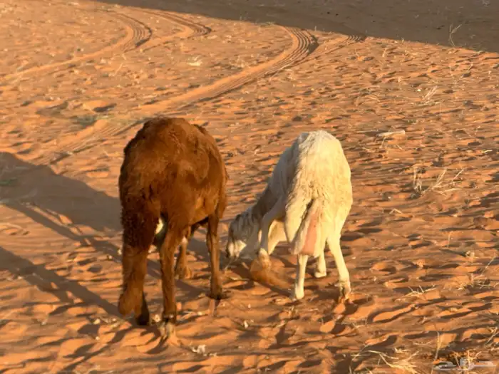 رفيد جذعان مرابي طب وتخير 44