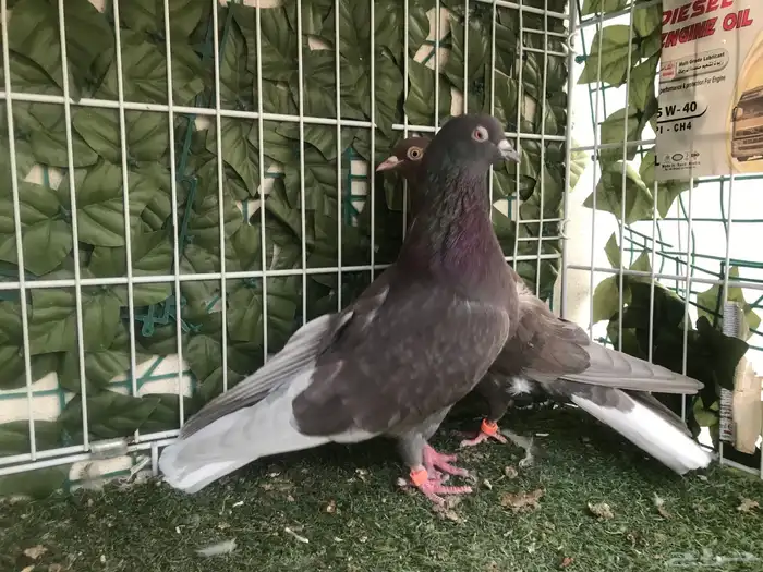 قطايف عرق الدمويات 30