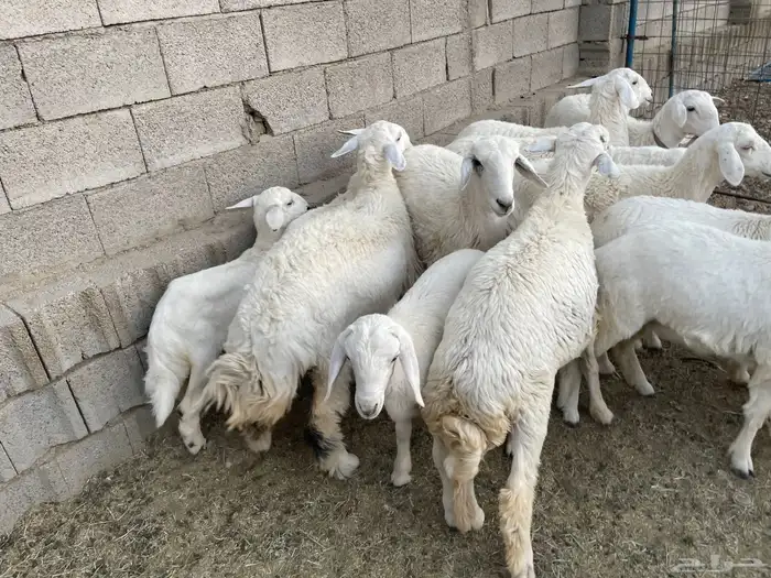 ذبايح طليان ورخال فل شحم شرط نظافه 0