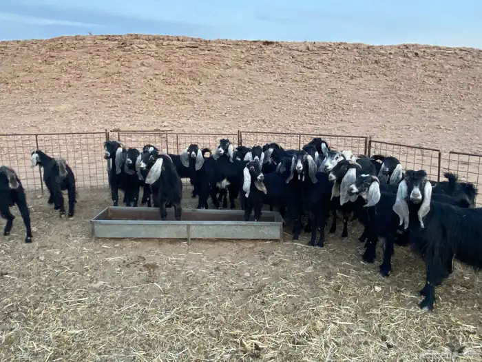 معزا للبيع 1