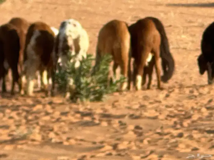 رفيد جذعان مرابي طب وتخير 77