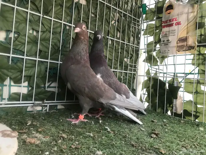 قطايف عرق الدمويات 2