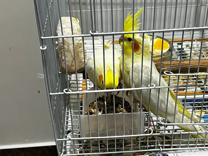 كروان صغير 0