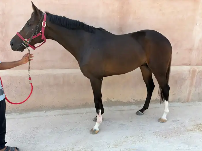 حصان انجليزي بدون اوراق تم تنزل الحد 1