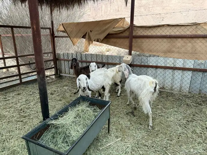 معزا مشاريك حيل 0