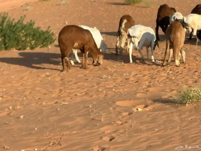رفيد جذعان مرابي طب وتخير 85