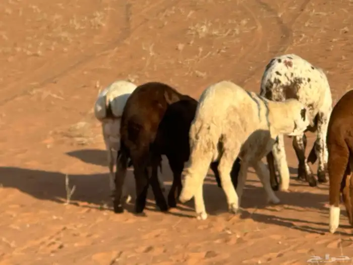 رفيد جذعان مرابي طب وتخير 72