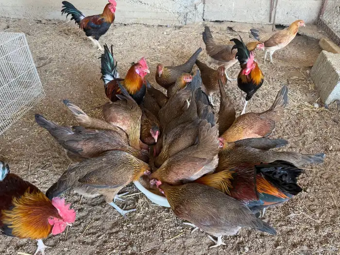 دجاج عربي اصيل فري ترثه 1