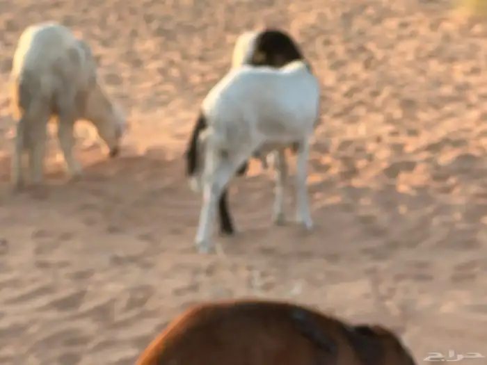 رفيديات جذعان 27